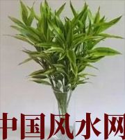 淄博十二生肖养什么植物最旺财运？你知道吗！